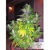 White Widow, Фасовка: 3, изображение 5