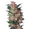 White Widow, Фасовка: 3