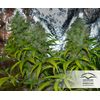 White Widow, Фасовка: 3, изображение 4