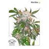 White Widow, Фасовка: 3, изображение 7
