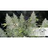 White Widow, Фасовка: 3, изображение 2