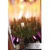 White Widow, Фасовка: 3, изображение 6