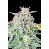 Original Auto Afghan Kush, Фасовка: 1, изображение 5
