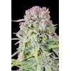 Original Auto Afghan Kush, Фасовка: 1, изображение 3