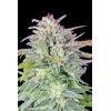 Original Auto Afghan Kush, Фасовка: 1, изображение 2