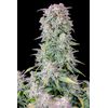 Original Auto Afghan Kush, Фасовка: 1, изображение 7