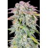 Original Auto Afghan Kush, Фасовка: 1, изображение 4
