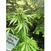 Big Altai Sativa Express, Фасовка: 5, изображение 3