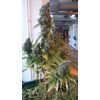 Big Altai Sativa Express, Фасовка: 5, изображение 2