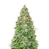 Original Auto Afghan Kush, Фасовка: 1