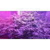 Big Altai Sativa Express, Фасовка: 5, изображение 4