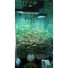 Big Altai Sativa Express, Фасовка: 5, изображение 5