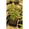 Big Altai Sativa Express, Фасовка: 5, изображение 6