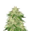 Super Hash, Фасовка: 5+2, изображение 2