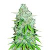 Super OG Kush, Фасовка: 3+1