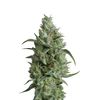 Super OG Kush, Фасовка: 3+1, изображение 2