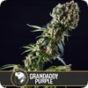 GranDaddy Purple, Фасовка: 3