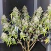 GranDaddy Purple, Фасовка: 3, изображение 2