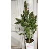 Lemonade Killer auto RBX, Фасовка: 3, изображение 2