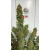 Lemonade Killer auto RBX, Фасовка: 3, изображение 3