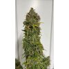 Lemonade Killer auto RBX, Фасовка: 3, изображение 4