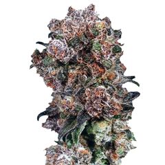 Blueberry Reg, Фасовка: 10