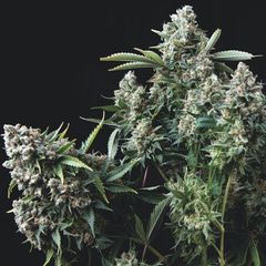 Gelato, Фасовка: 5+1