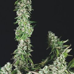 Og Double Kush, Фасовка: 5+1