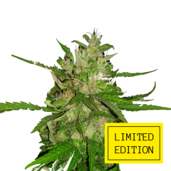 Auto Blueberry Cheese genetics, Фасовка: 3