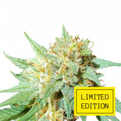 Auto Amnesia genetics, Фасовка: 3