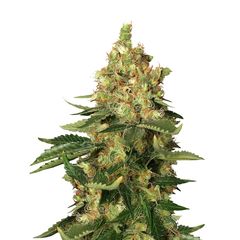 Orange Sherbert, Фасовка: 5