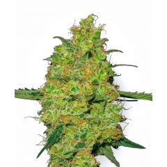 DC Kush, Фасовка: 1