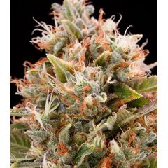 Chemdawg reg, Фасовка: 3