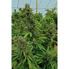 Chemdawg fem, Фасовка: 3
