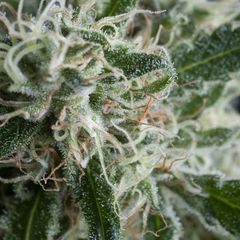 Jack Herer Auto, Фасовка: 5+1