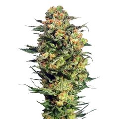 Armata Skunk Auto, Фасовка: 7
