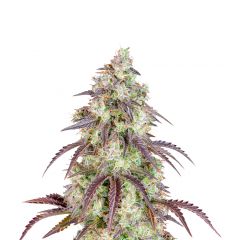 Lemon Pie Auto, Фасовка: 3
