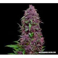 Purple Mazar Auto, Фасовка: 5