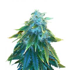 AK-48, Фасовка: 5