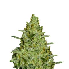 Allkush, Фасовка: 5