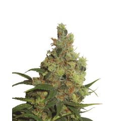Amnesia Haze Auto, Фасовка: 3