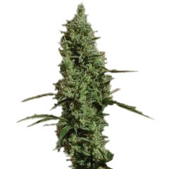 Atomical Haze, Фасовка: 5