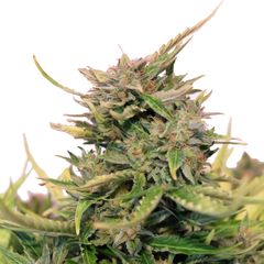 Baby Boom CBD Auto, Фасовка: 3