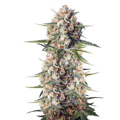 Crystal Candy Fast Version, Фасовка: 3+1