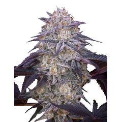 King's Juice Auto, Фасовка: 5