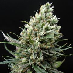 Ripper Haze, Фасовка: 1