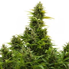 Medikit Auto, Фасовка: 3+1