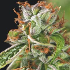 Double Og Haze, Фасовка: 3+1