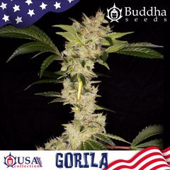 Gorila, Фасовка: 3+1