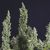 Nicole Og Kush, Фасовка: 5+1